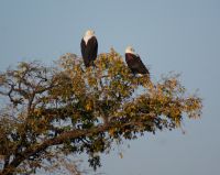 217 Schreiseeadlerpaar