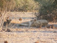 218 Löwen im Chobe Nationalpark