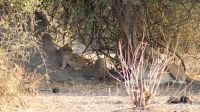 219 Löwen im Chobe Nationalpark
