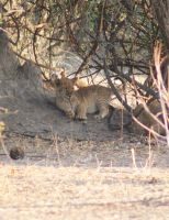220 Löwen im Chobe Nationalpark