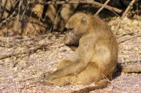 223 schlechte Luft im Chobe Nationalpark