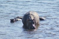 227 Hippos  im Chobe Nationalpark