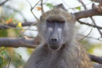 229 Pavian im Chobe Nationalpark