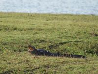 232 Krokodil Chobe Fluss