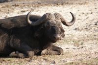 233 Büffel am Chobe Fluss