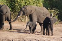 235 Elefanten am Chobe Fluss