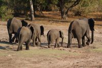 236 Elefanten Chobe Fluss