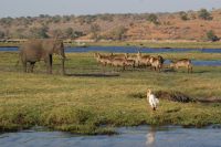 237 Elefanten und Wasserböcke am  Chobe Fluss