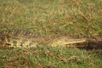 238 Krokodil Chobe Fluss