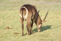 239 Wasserbock am Chobe Fluss