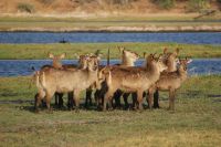 240 Wasserböcke am  Chobe Fluss