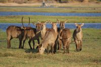 242 Wasserböcke am  Chobe Fluss