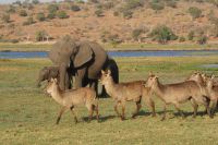 243  Wasserböcke am  Chobe Fluss