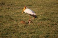 245 Nimmersatt Storch am  Chobe Fluss