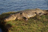246 Krokodil am  Chobe Fluss