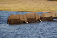 247 Elefanten am  Chobe Fluss