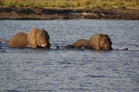 248 Elefanten am  Chobe Fluss