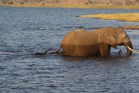 250 Elefanten am  Chobe Fluss