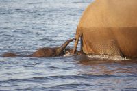 251  Elefanten am  Chobe Fluss