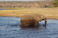 252 Elefanten am  Chobe Fluss
