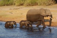 253 Elefanten am  Chobe Fluss