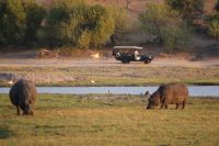 254 Hippos am Chobe Fluss