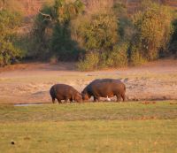 255 Hippos am Chobe Fluss