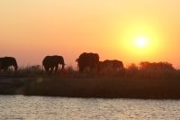 256 Elefanten am  Chobe Fluss