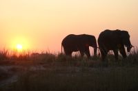 257 Elefanten am  Chobe Fluss