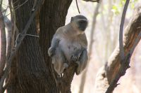 268 Fressfeind im Café