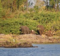 270 Elefanten am Azambezi