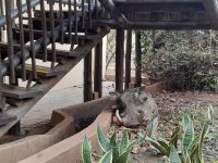 Warzenschwein in der Chobe Marina Lodge