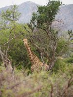 Mount Etjo Safari Lodge: Giraffe