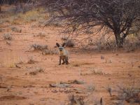 Mount Etjo Safari Lodge: Löffelhund