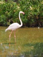Mount Etjo Safari Lodge: Flamingo
