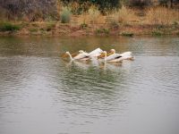 Mount Etjo Safari Lodge: Pelikane