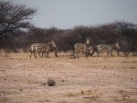 Mount Etjo Safari Lodge: Zebras