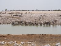 Etosha Nationalpark: Zebras am Wasserloch