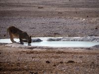 Etosha Nationalpark: Löwin am Wasserloch