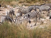 Etosha Nationalpark: Zebras