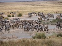 Etosha Nationalpark: Zebras am Wasserloch
