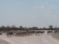 Etosha Nationalpark: Zebrastreifen