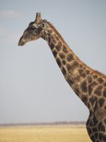 Etosha Nationalpark: Giraffe