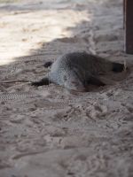 Etosha Nationalpark: Müde Zebramanguste