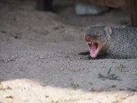Etosha Nationalpark: Müde Zebramanguste