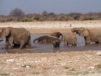 Etosha Nationalpark: Elefanten