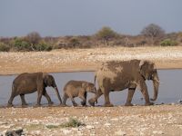Etosha Nationalpark: Elefanten