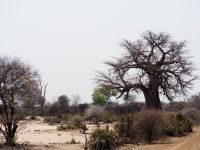 Bwabwata Nationalpark: Baobab