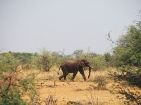 Bwabwata Nationalpark: Elefant