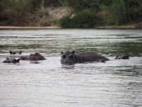 Flusspferde am Okavango